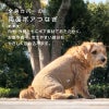 サイズ調整できるボアスリーパーつなぎ(ダックス・小型犬用)
