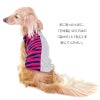 先染め天竺バイカラーボーダータンク(ダックス・小型犬用)