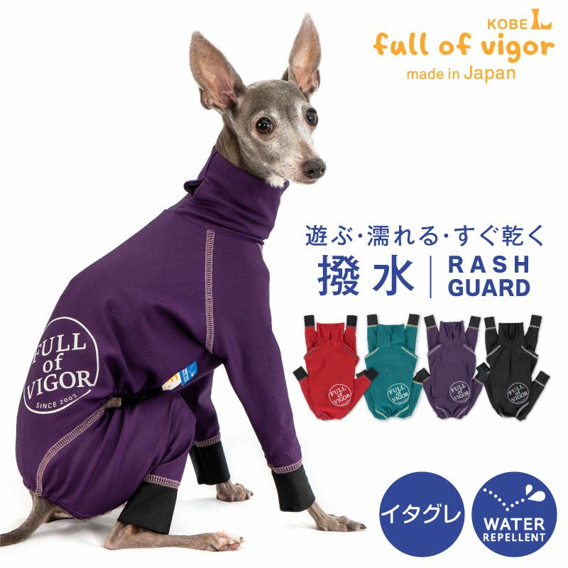 ★専用★　イタグレ　パグ　チワワ　セット MIXチワワ×イタグレ977 - 子犬や子猫たちのペット販売情報が満載