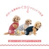 イカリプリントボーダーつなぎ(ダックス・小型犬用)