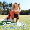 ドッグプレイ(R)接触冷感ストレッチハニカムラッシュガード(ダックス・小型犬用)