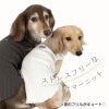 ランダムニット裾フリルタンク(ダックス・小型犬用)